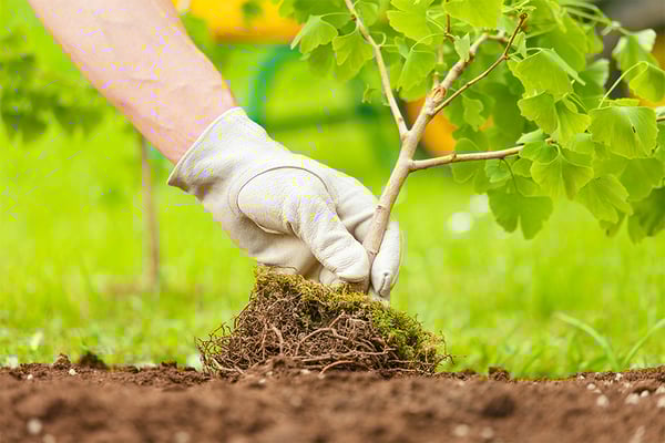 Reforestación y acciones ...