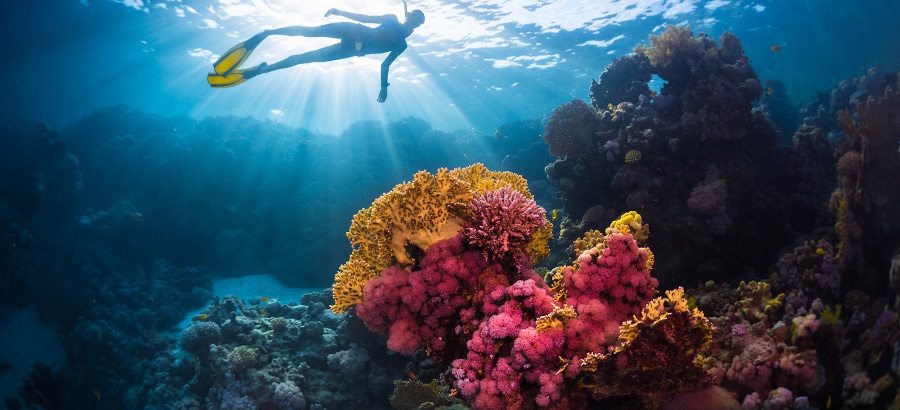 Arrecifes ¿por qué preservarlos?