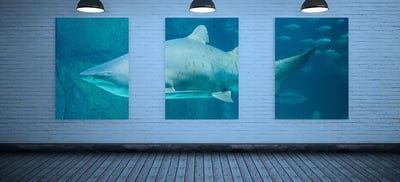 Shark Tank, lecciones para los negocios
