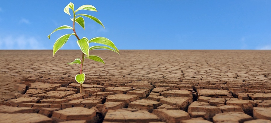 Existen los cultivos que sobreviven sin agua?